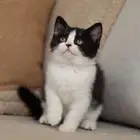 للبيع قطة برتش شورت بيور - باي كولور - يوجد دفع بالتقسيط