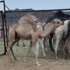 قعود للبيع