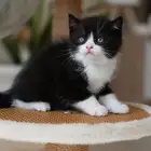 قطط برتش عرض خاص