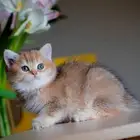 سكوتش قولد بالشرقيه للبيع