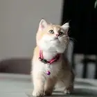 قطط سكوتش فلود