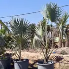 نخيل الشمروباس والفتيشيا والنارجين والملوكي والكناري الزمييا