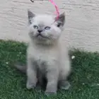 قطط هملايا