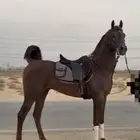 حصان واهو مكس فحل