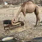 قعود للبيع .