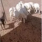 خرفان للبيع