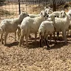 رخال طييبه للبيع