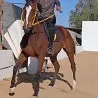 حصان انقليزي مخصي واهو واوراقه جاهزه العمر 5 سنين