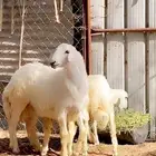 ذبايح للبيع