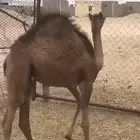 بكره لبانيه ارباع و اثمان