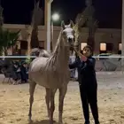 مهر عربي اصيل مدرب وجاهز للمشاركات 15 الف ريال