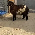 خروف نعيمي