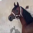 حصان شعبي من فواخر الشعبيات مشاءالله تبارك الله