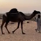 للبيع خلفه مجهم كفو بكر تحتها بكره
