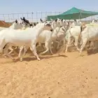 معزا بيشي مواليد 21 تحتها 21
