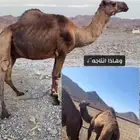 للبيع هديد
