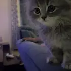 قطوه معروضه تبني