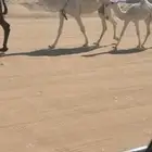 خلفه ثنو حدرها بكرة طيبه