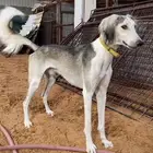 مطلوب كلب سلوقي الموقع وادي الدواسر او السليل.