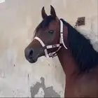 حصان ماشالله شيخ حق شتويه