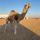 للبيع بعير احمر منتج انتاجه كفو