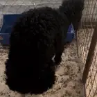 رخل