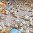 صوص لاحم فرز اول