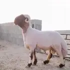 فحل ثني نعيمي صنف شرط القريع