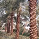 تنسيق حدائق منزليه