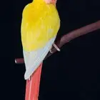 فروخ كنيور صن شيك