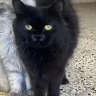 قطط للتبني