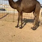 حشو قصب قعدان مفاريد فاخرة