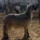 فحل نجدي رملي صنف الصنف