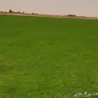 ثيل طبيعي تركيب وتوريد