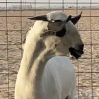مشروع فحل بيشي صنف