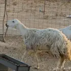 شاه