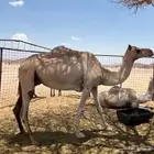 ناقه للبيع