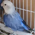 للبيع روز أنثى