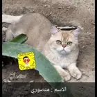 للتزاوج ذكور مستويات حلوه وأسعار مميزه