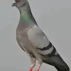 حمام بري (سوادي) علف الصقور