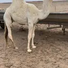 للبيع الحوار الاوضح الكفوو
