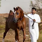 معلم فروسيه