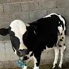 عجل ثور كفو للبيع