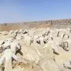 غنم حريات خلفات 140 تحتها 139 ( تم البيع )