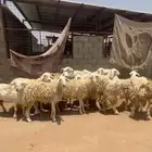 مراح غنم حريات طايفيات دفيع