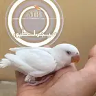 فرخ روز هدد خارجي وحجم سوبر جامبو