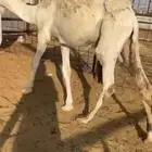 قعود