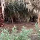 مطلوب مزرعه للإيجار في مكه