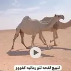 للبيع القحه الوضحا والشقحا حقه والصفرا جذعه