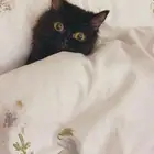 قطة للتبني